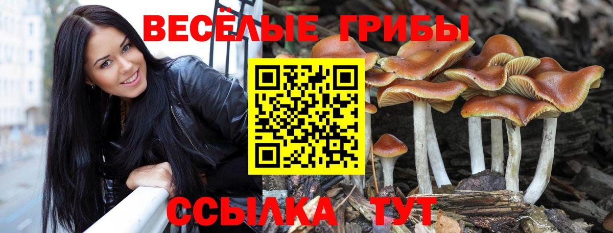 Камень-на-Оби  Галлюциногенные грибы Psilocybine cubensis  Псилоцибиновые грибы MAGIC MUSHROOMS  Вход с VPN 